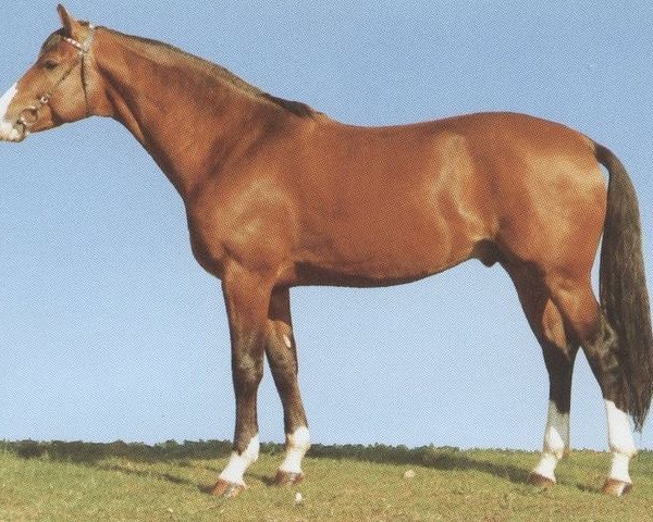 stallion Anhang (Württemberger, 1979, from Amor II)
