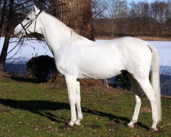 stallion Bazar ShA (Shagya Arabian, 1986, from Bajar ShA)