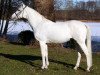 stallion Bazar ShA (Shagya Arabian, 1986, from Bajar ShA)