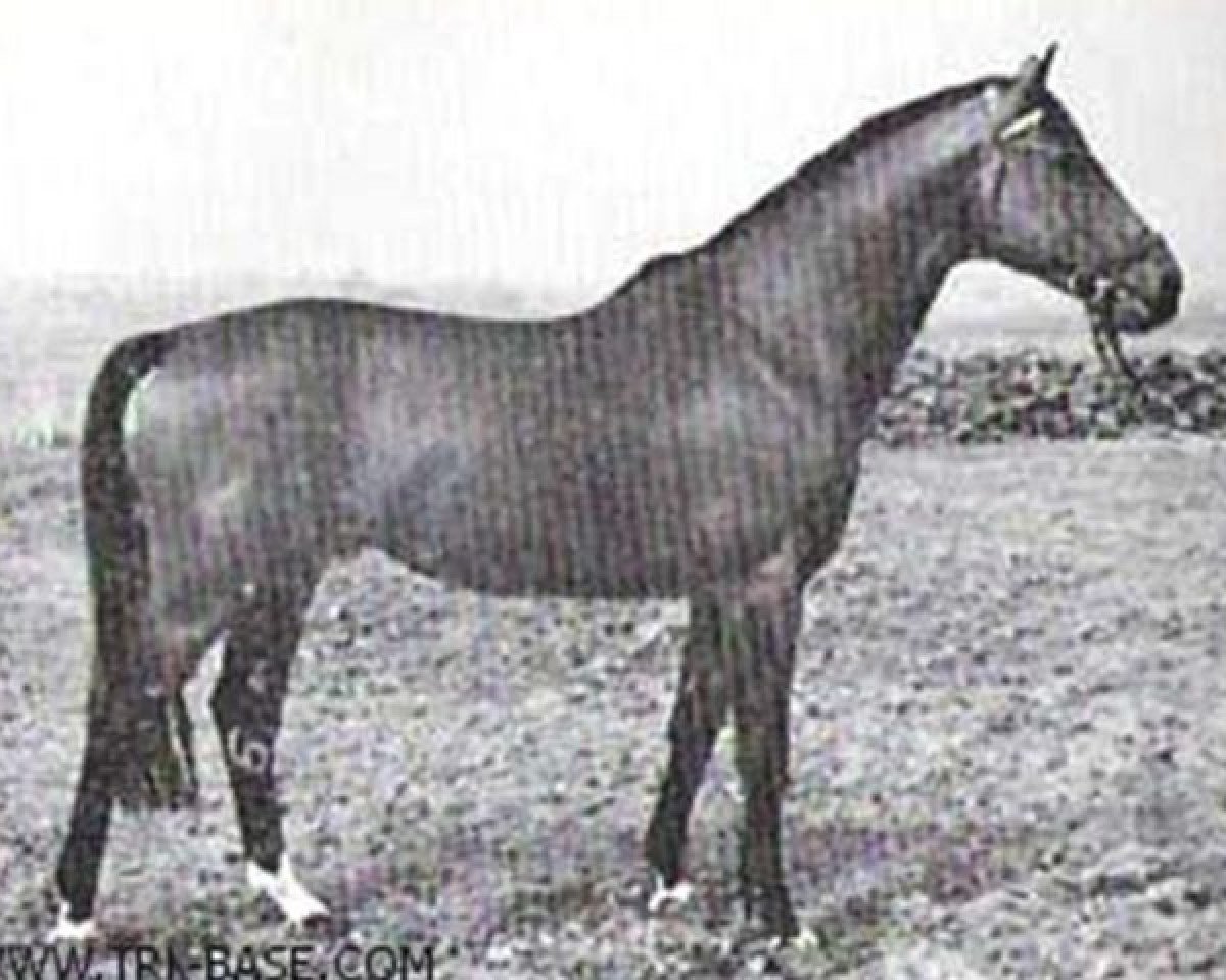 Deckhengst Anteil (Trakehner, 1958, von Stern xx)