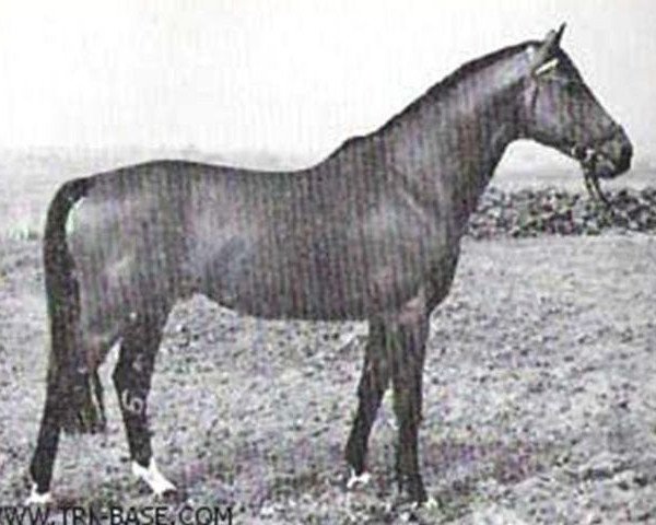 stallion Anteil (Trakehner, 1958, from Stern xx)