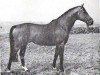 stallion Anteil (Trakehner, 1958, from Stern xx)