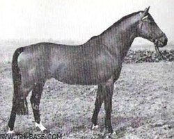 stallion Anteil (Trakehner, 1958, from Stern xx)