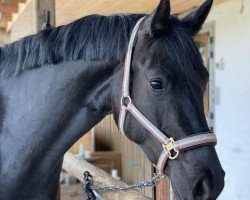 broodmare Amaya (Bavarian, 2019, from Air King)