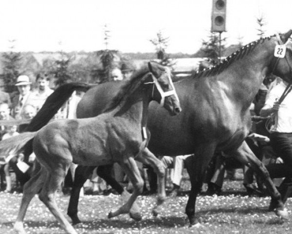 broodmare Indra (Trakehner, 1966, from Anteil)