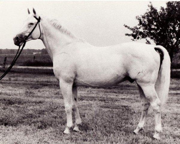 stallion Faharadscha (Trakehner, 1970, from Maharadscha)