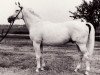 stallion Faharadscha (Trakehner, 1970, from Maharadscha)