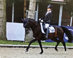 dressage horse Coudy 4 (German Riding Pony, 2011, from Charlie Chaplin)