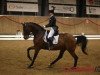 dressage horse Fitou L (Danish Warmblood, 1999, from Florestan I)