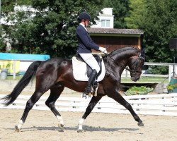 dressage horse Daddy's Best (Westphalian, 2012, from den Haag 12)