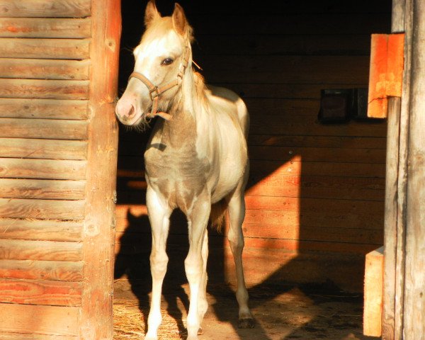 horse Cheyennes Chic A Dee (Paint Horse, 2012, from Wrangler Texas Olena)