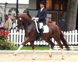 dressage horse Daily Pleasure 4 (Westphalian, 2001, from De Niro)