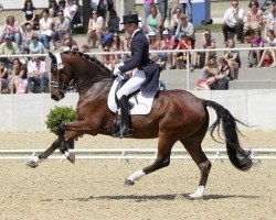 dressage horse Amoricello (Hanoverian, 2002, from Abanos)