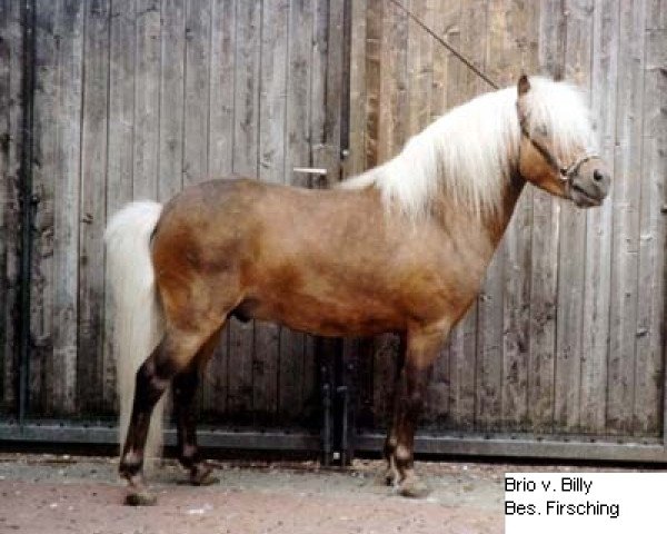 Deckhengst Brio (Dt.Part-bred Shetland Pony, 1995, von Billy)