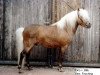 Deckhengst Brio (Dt.Part-bred Shetland Pony, 1995, von Billy)