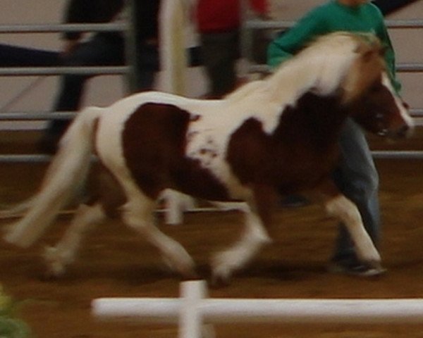 Deckhengst Bobo (Shetland Pony, 2005, von Holsteins Bonavista)