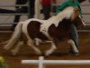 stallion Bobo (Shetland Pony, 2005, from Holsteins Bonavista)