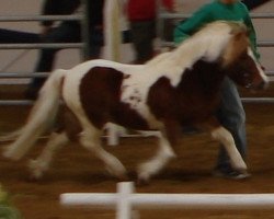 stallion Bobo (Shetland Pony, 2005, from Holsteins Bonavista)