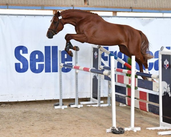 stallion Harry Brulaire (Selle Français, 2017, from Eldorado de Hus)