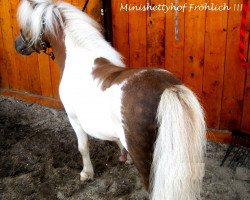 stallion Alex v.t' Minihoefke (Shetland pony (under 87 cm), 2007, from Manolito van het Mallewegje)