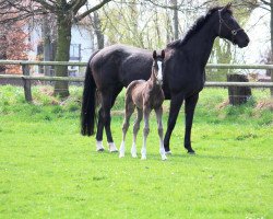 broodmare Madonna (Westphalian, 1991, from Matador)