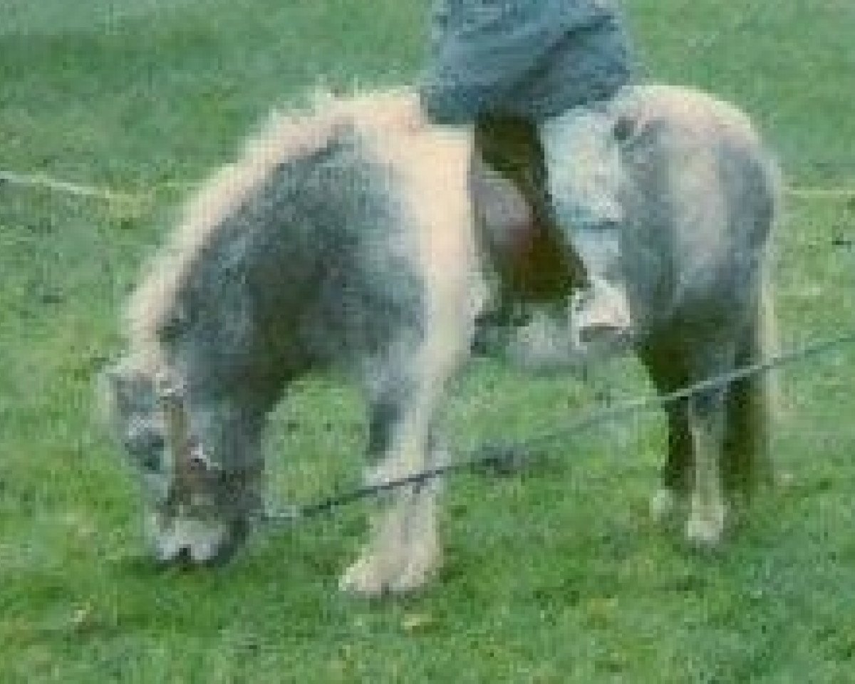 stallion Isarons Falco (Dt.Part-bred Shetland pony, 1986, from Flocky)
