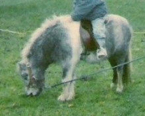 Deckhengst Isarons Falco (Dt.Part-bred Shetland Pony, 1986, von Flocky)