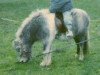 Deckhengst Isarons Falco (Dt.Part-bred Shetland Pony, 1986, von Flocky)