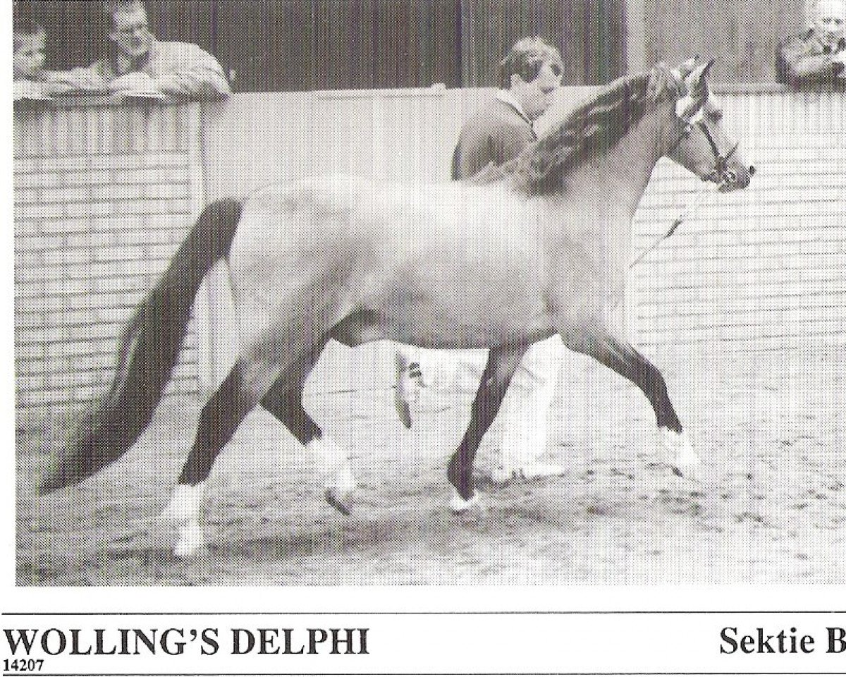 Deckhengst Wolling's Delphi (Welsh Pony (Sek.B), 1986, von Pendock Plato)