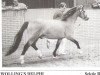 stallion Wolling's Delphi (Welsh-Pony (Section B), 1986, from Pendock Plato)