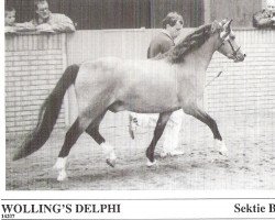 stallion Wolling's Delphi (Welsh-Pony (Section B), 1986, from Pendock Plato)