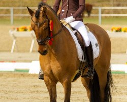 dressage horse Dear Little Yellow (German Riding Pony, 2005, from Dornik B)