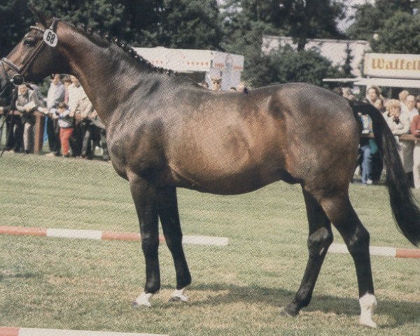 Pferd Valentin (Trakehner, 1965, von Abglanz)