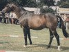 horse Valentin (Trakehner, 1965, from Abglanz)