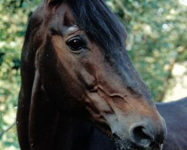 stallion Iwanow (Trakehner, 1970, from Valentin)