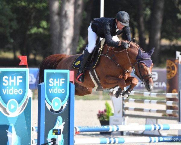 stallion Hector de Lazerou (Selle Français, 2017, from Versace van de Ruitershoeve)