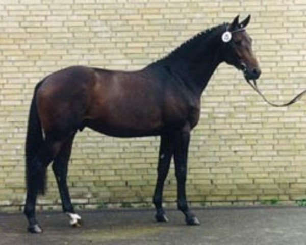 stallion Feingeist (Trakehner, 1992, from Van Deyk)
