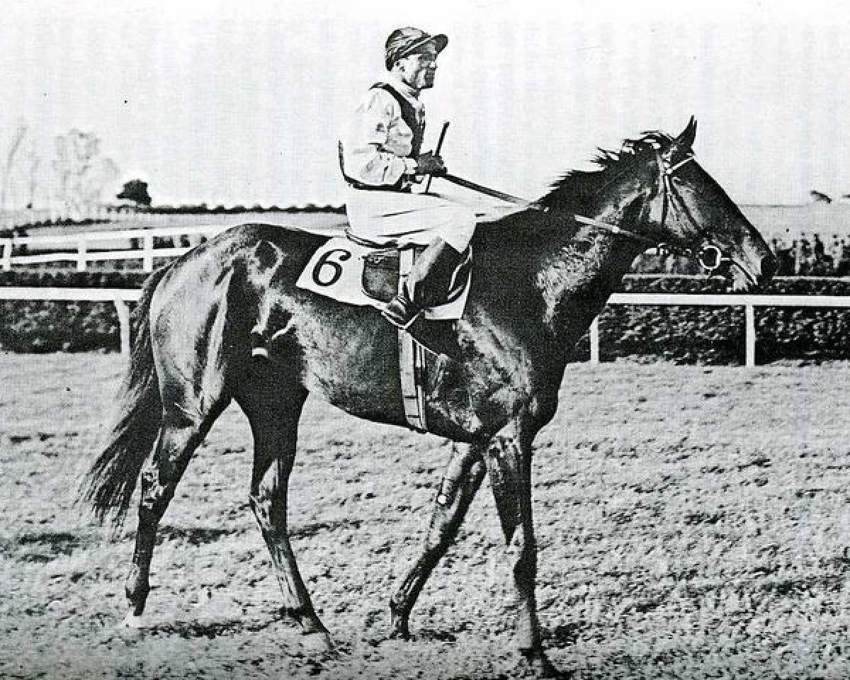 stallion Bellini xx (Thoroughbred, 1937, from Cavaliere d'Arpino xx)