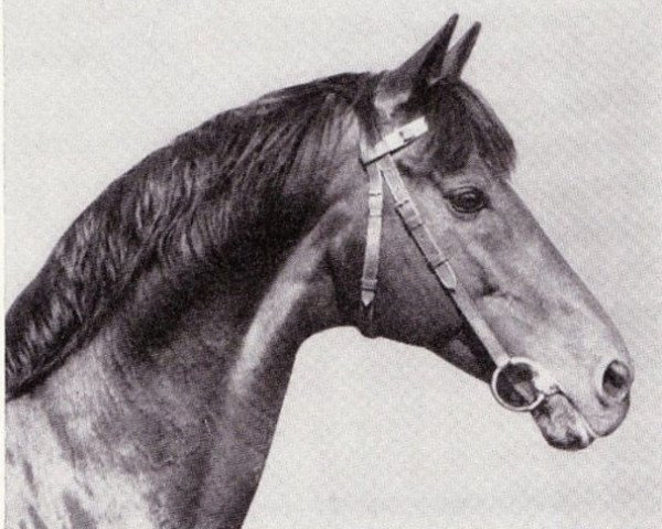 stallion Malmoe xx (Thoroughbred, 1961, from Tenerani xx)