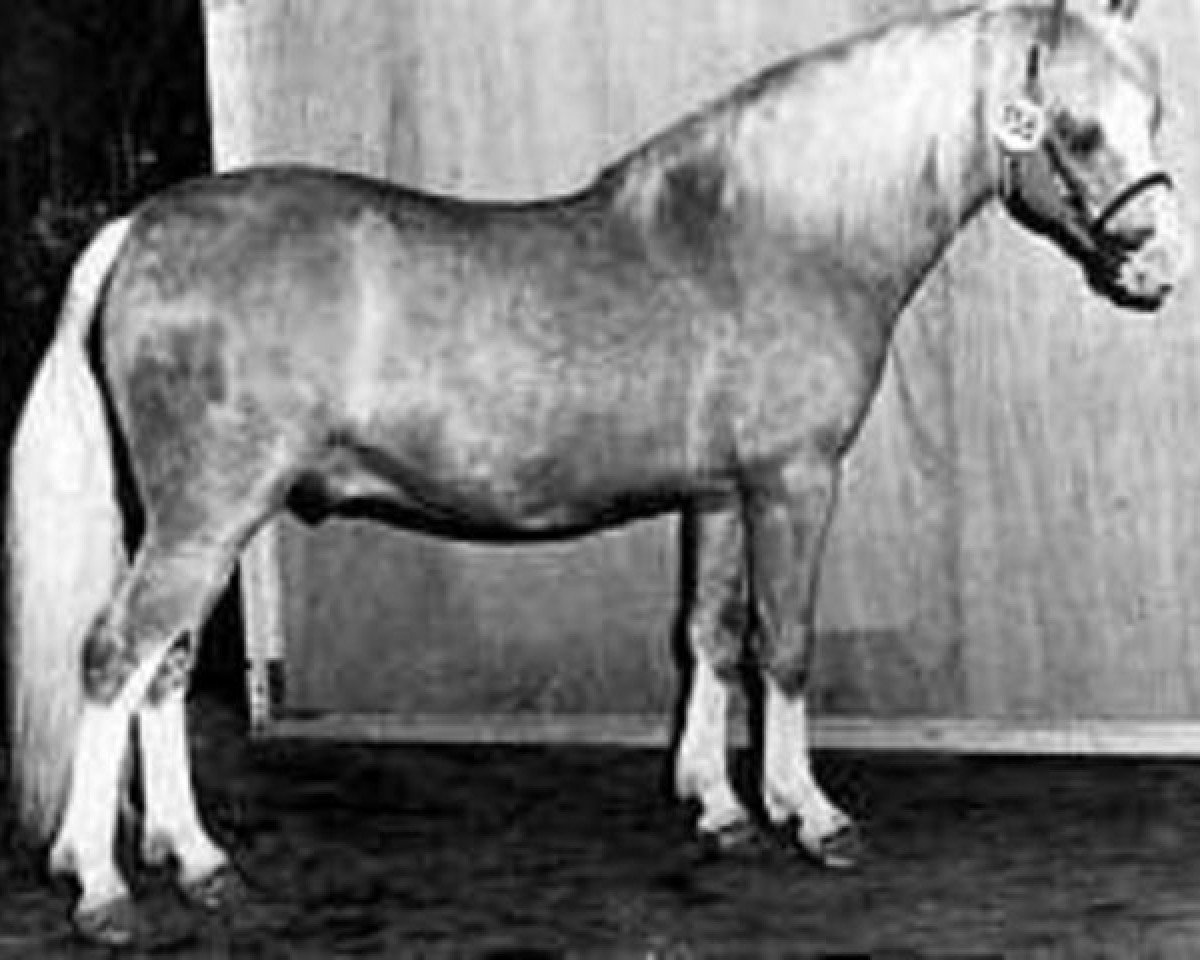stallion Tetworth Icarus (Welsh-Pony (Section B), 1974, from Tetworth Nijinski)