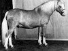 stallion Tetworth Icarus (Welsh-Pony (Section B), 1974, from Tetworth Nijinski)