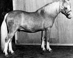 stallion Tetworth Icarus (Welsh-Pony (Section B), 1974, from Tetworth Nijinski)