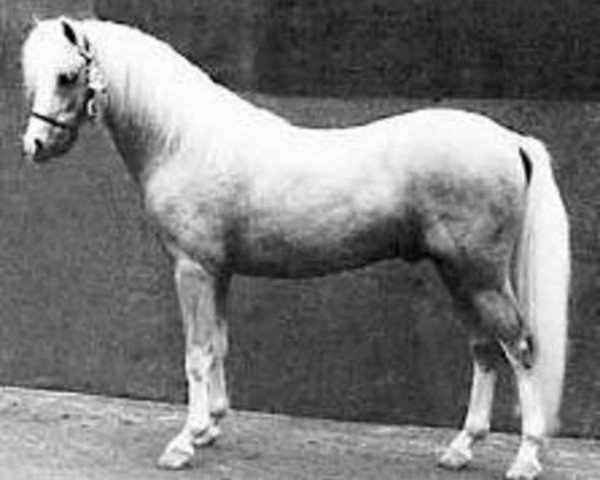 stallion Twickel's Julius (Welsh-Pony (Section B), 1979, from Tetworth Icarus)