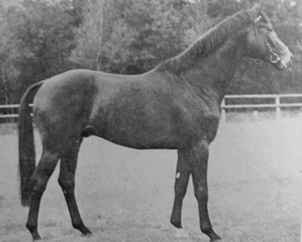 stallion Sleipnir (Trakehner, 1967, from Herbststurm)