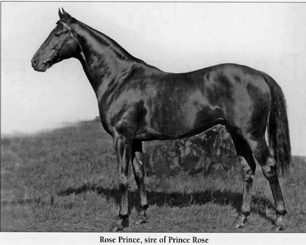 stallion Rose Prince xx (Thoroughbred, 1919, from Prince Palatine xx)
