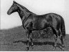 Pferd Rose Prince xx (Englisches Vollblut, 1919, von Prince Palatine xx)