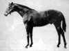 horse Prince Bio xx (Thoroughbred, 1941, from Prince Rose xx)