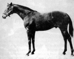 stallion Prince Bio xx (Thoroughbred, 1941, from Prince Rose xx)