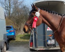 jumper Altefeld's Laeticia (German Warmblood, 2007, from Lindbergh)