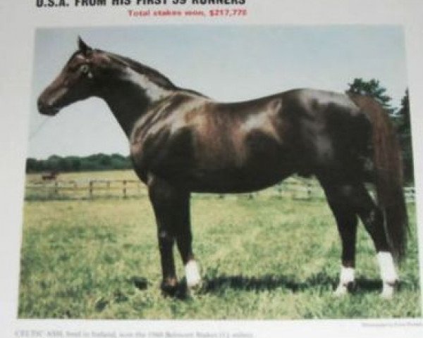 stallion Celtic Ash xx (Thoroughbred, 1957, from Sicambre xx)